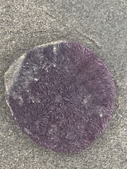 Dendraster excentricus