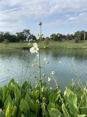 Sagittaria platyphylla