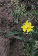 Oenothera