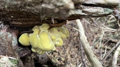 Laetiporus conifericola