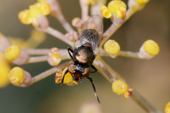 Physiphora alceae