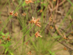 Bulbostylis barbata