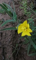 Oenothera