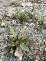 Rumex