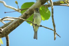 Empidonax minimus