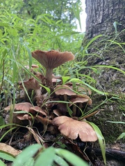 Physalacriaceae