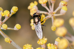 Physiphora alceae