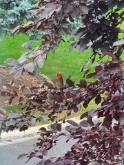 Cardinalis cardinalis