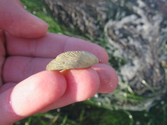 Cumingia californica