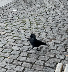 Corvus monedula