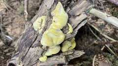Laetiporus conifericola
