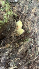 Laetiporus conifericola