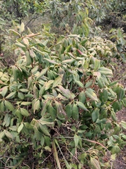 Rhododendron latoucheae
