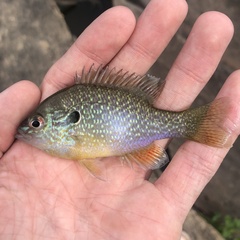 Lepomis megalotis