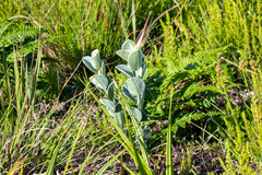 Podalyria calyptrata