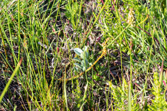 Podalyria calyptrata