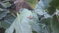 Arachnocephalus vestitus