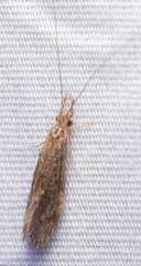 Oecetis