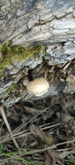 Hemipholiota populnea
