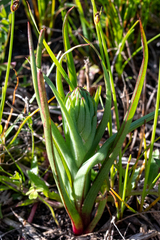 Disa bracteata