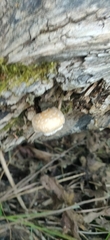 Hemipholiota populnea