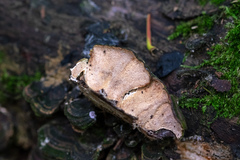 Trametes
