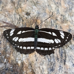 Neptis mahendra