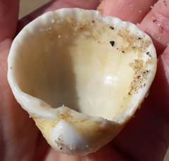 Acanthocardia tuberculata