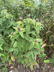 Monarda fistulosa