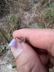 Adenophora triphylla