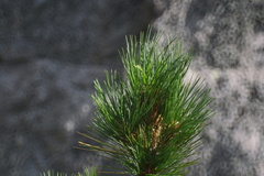 Pinus sibirica