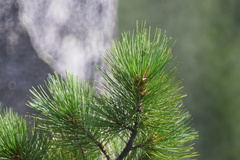 Pinus sibirica