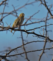 Ploceus