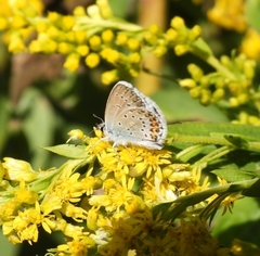 Plebejus
