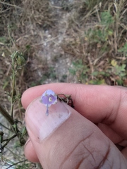 Adenophora triphylla