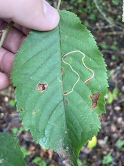 Lyonetia clerkella