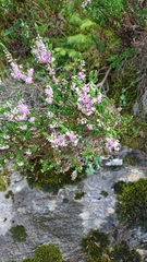 Calluna vulgaris