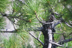 Pinus sibirica
