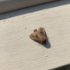 Noctuinae