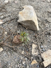 Bidens tripartita