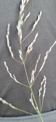 Poa nemoralis