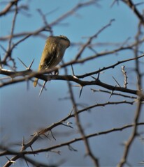 Ploceus