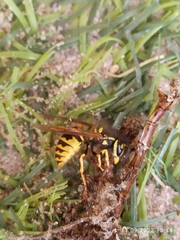 Vespula germanica