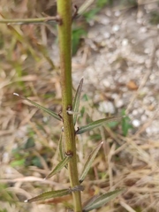 Adenophora triphylla