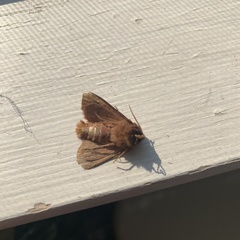 Noctuinae