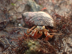 Pagurus acadianus