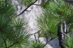 Pinus sibirica