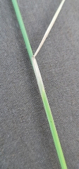 Poa nemoralis