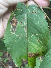 Lyonetia clerkella