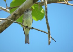 Empidonax minimus